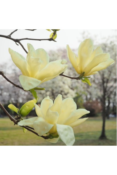 Магнолия гибридная Хоней Тюлип / Магнолия Хоней Тюлип